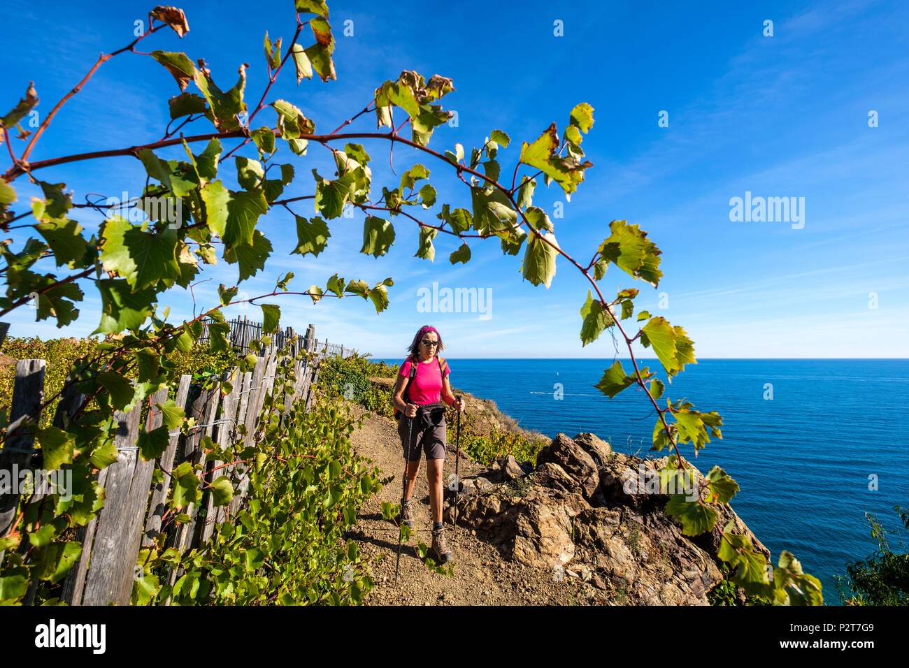 France, Pyrenees Orientales, Cote Vermeille, hiking from Banyuls sur Mer to Cerbere on the coastal path, Cap de l'Abeille Stock Photo