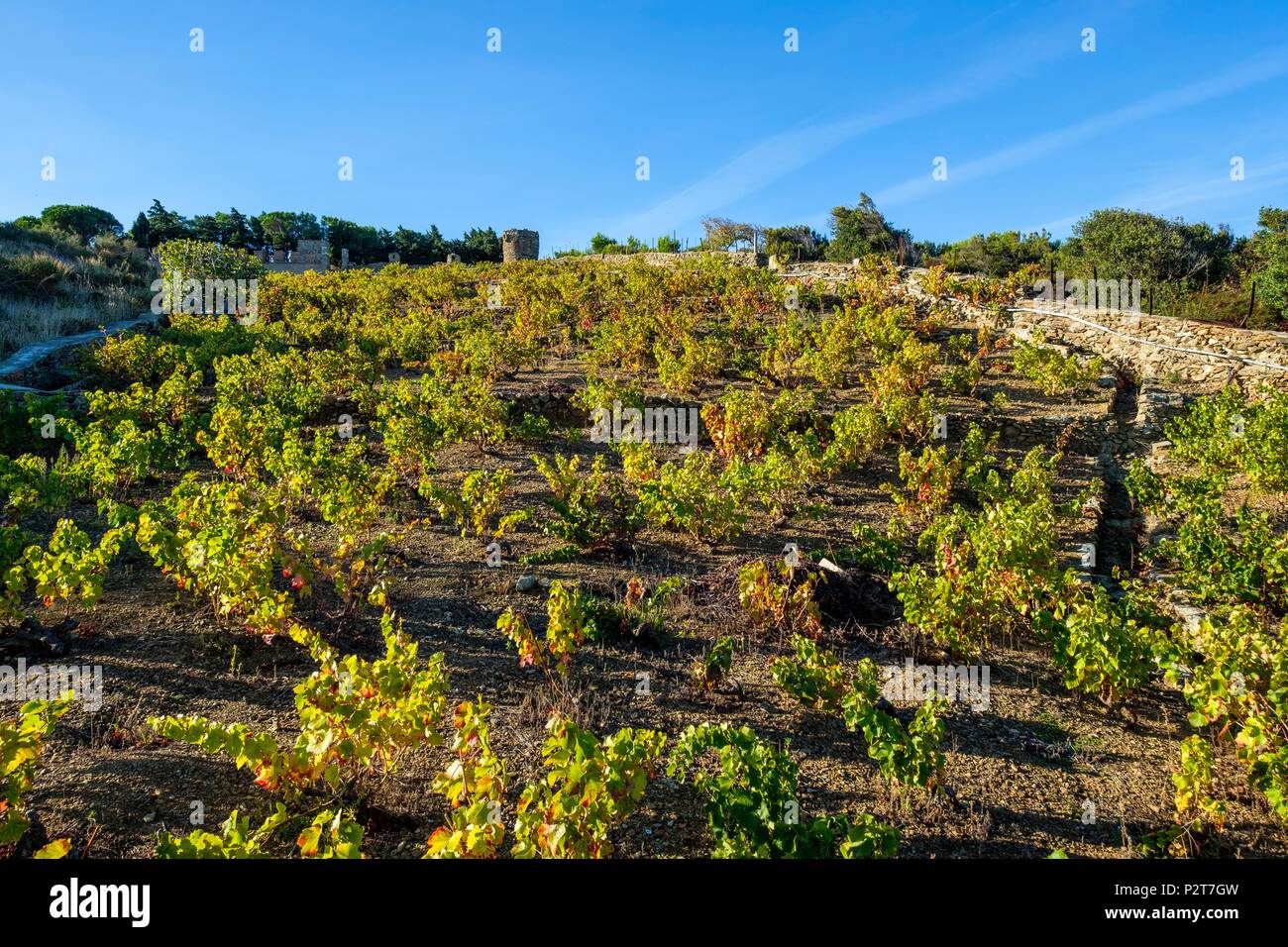 France, Pyrenees Orientales, Cote Vermeille, hiking from Banyuls sur Mer to Cerbere on the coastal path, Banyuls vineyard Stock Photo