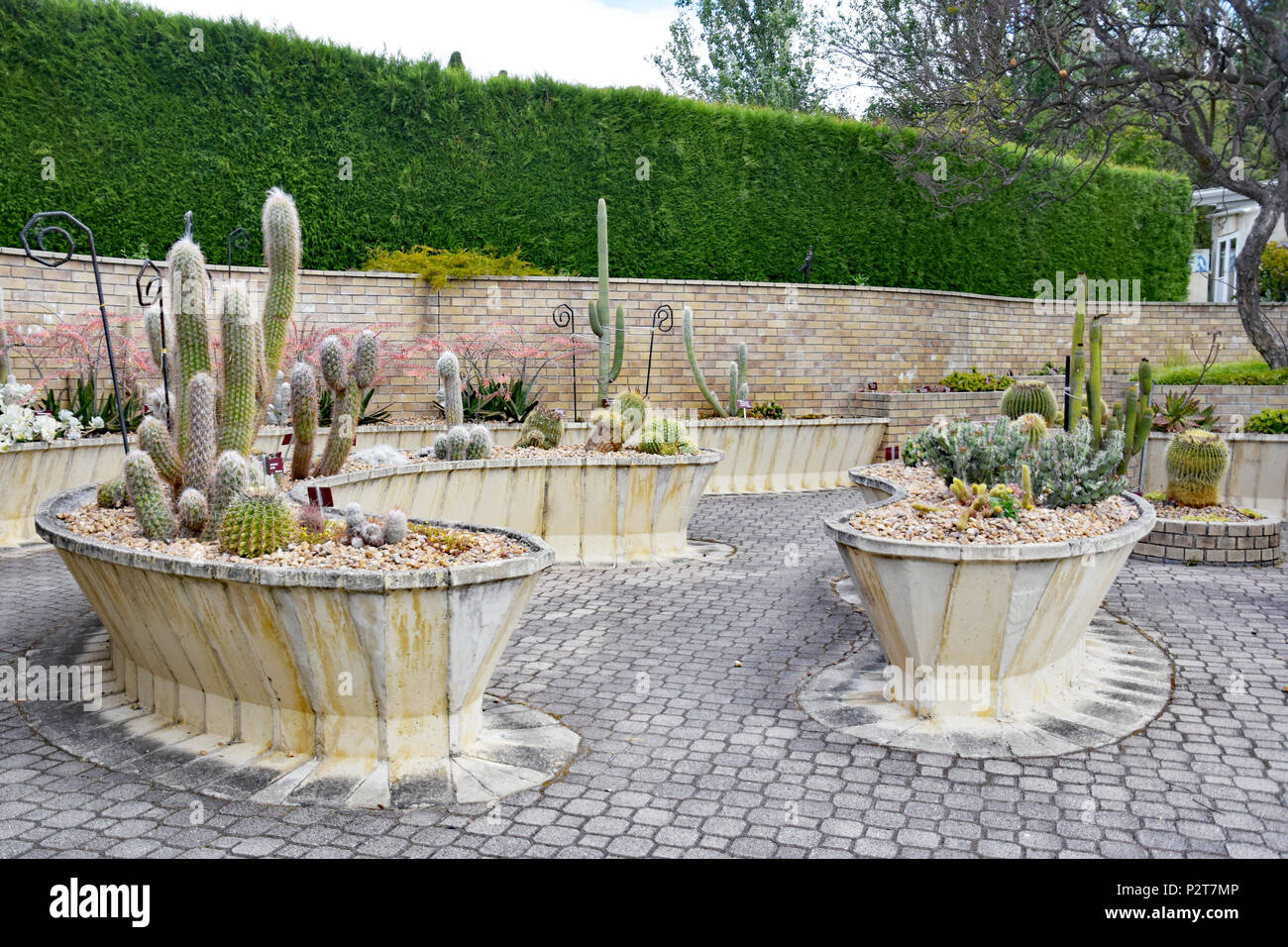 succulents SUCCULENT AND CACTI GARDENS Stock Photo - Alamy