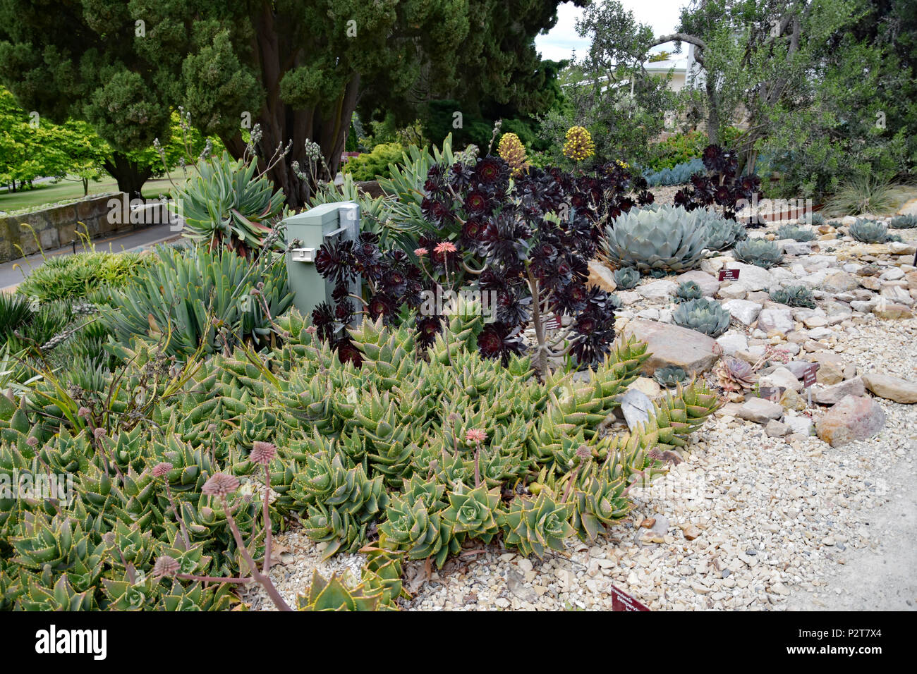 Cacti and succulents hi-res stock photography and images - Alamy