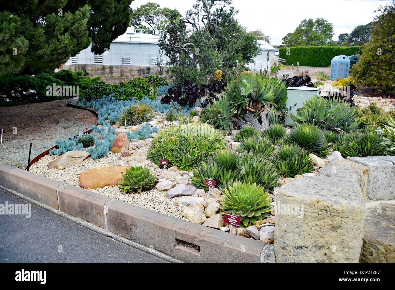succulents SUCCULENT AND CACTI GARDENS Stock Photo - Alamy