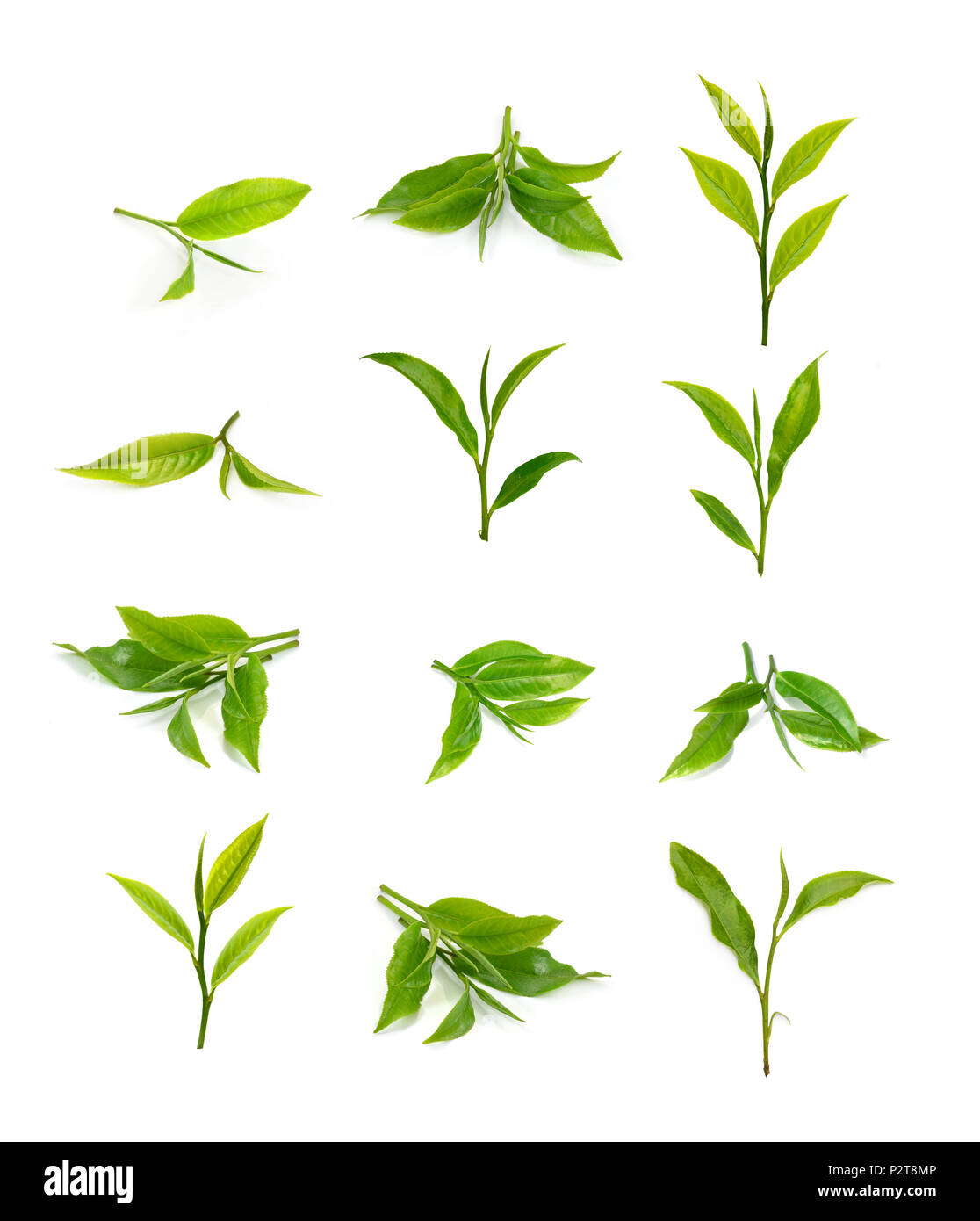green tea leaf isolated on white background Stock Photo Alamy