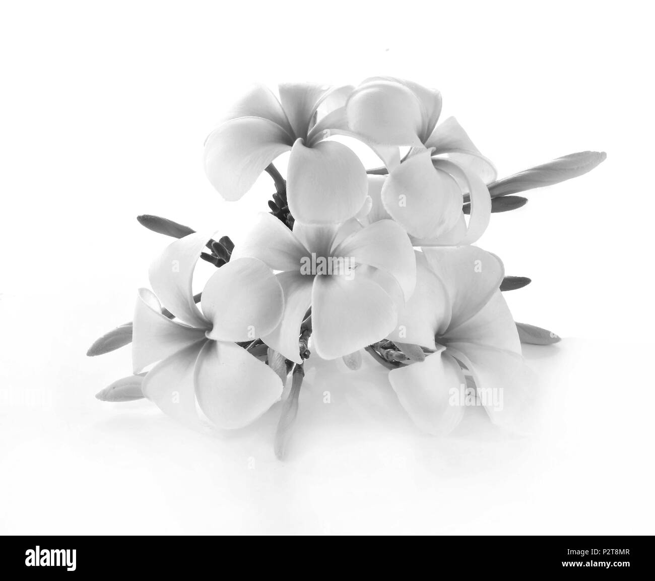 Frangipani Black and White Stock Photos & Images Alamy