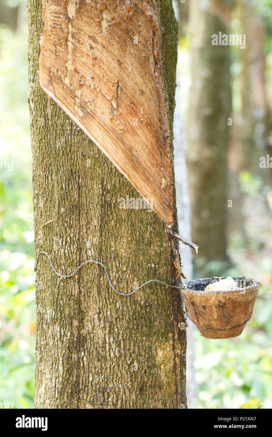 tapping of latex rubber Tapping of latex rubber