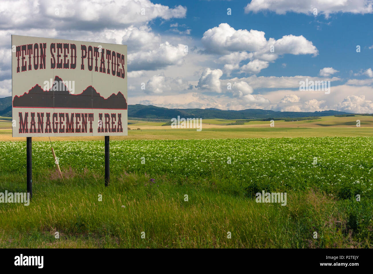 Potato farming in eastern Idaho. Extensive irrigation is required for
