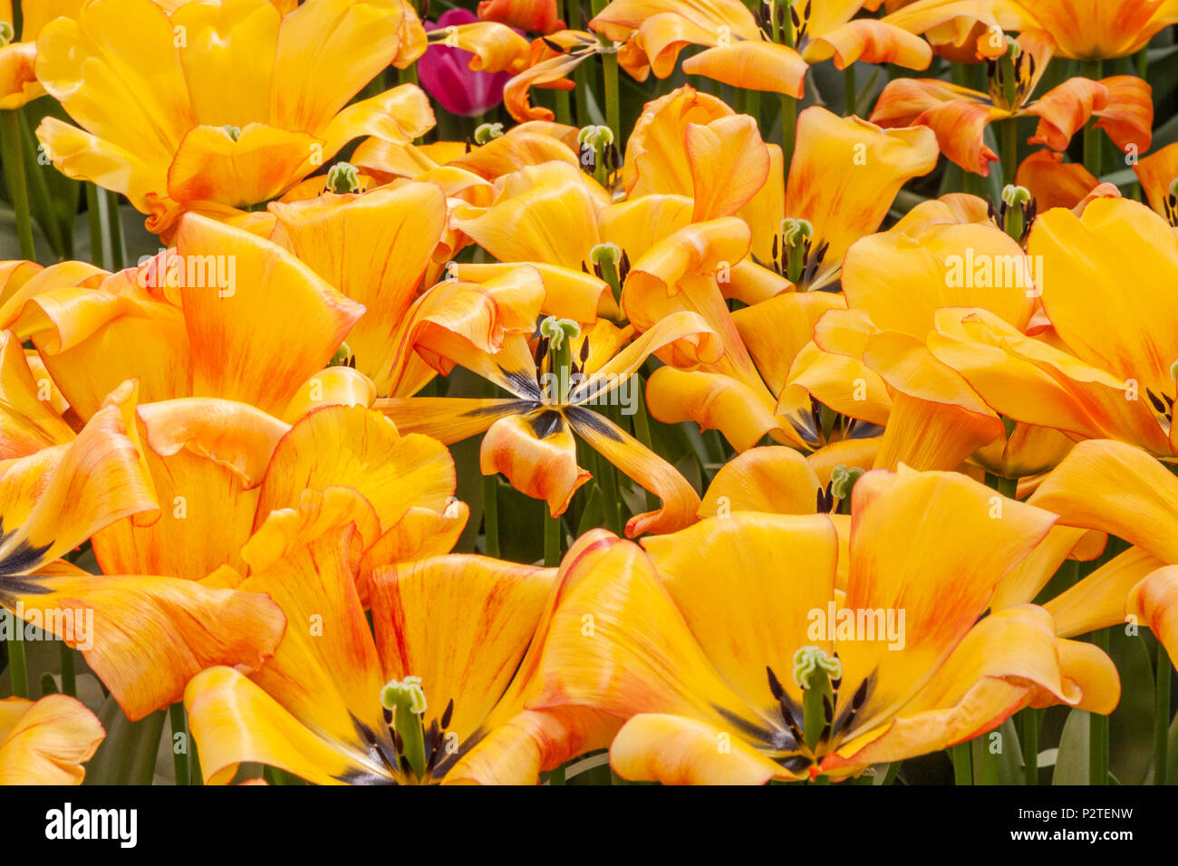Darwin Hybrid Tulip, Tulipa 'BLUSHING APELDOORN', at the Keukenhof Gardens in South Holland, The Netherlands. Stock Photo