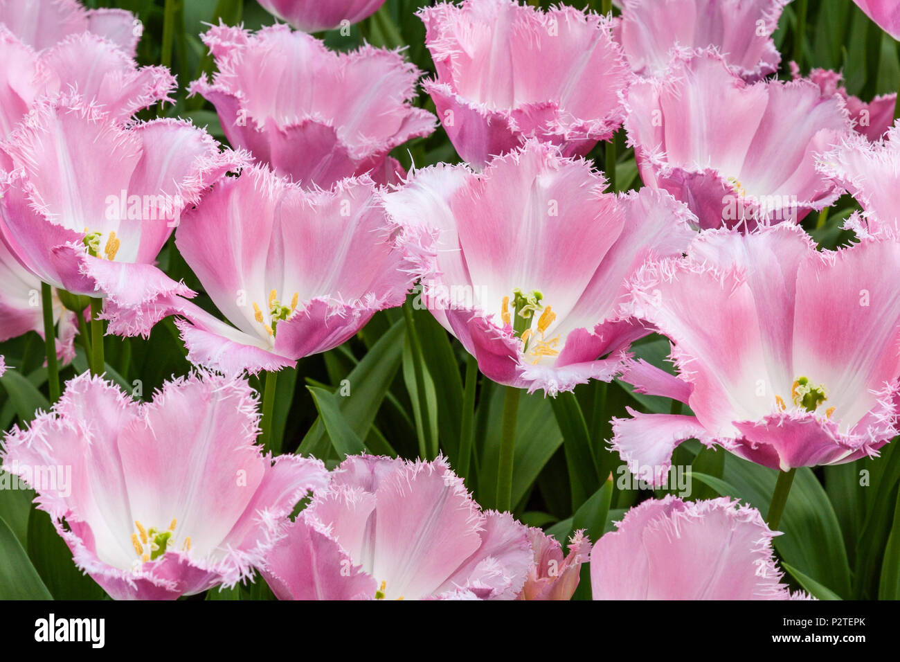 Fringed Tulip Tulipa Fancy Frills At The Keukenhof Gardens In South Holland The Netherlands Stock Photo Alamy