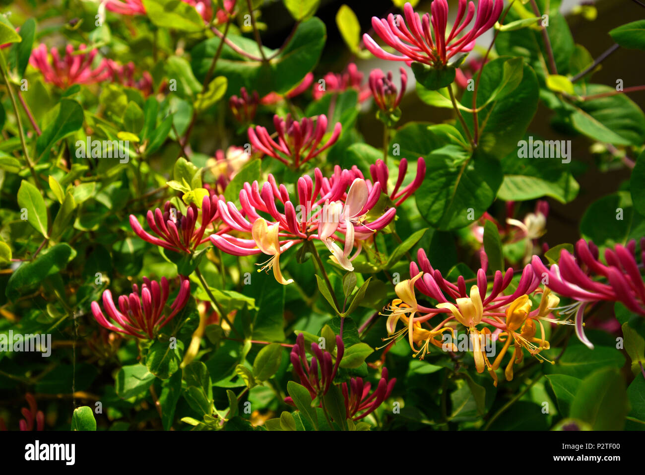 English wild honeysuckle hires stock photography and images Alamy