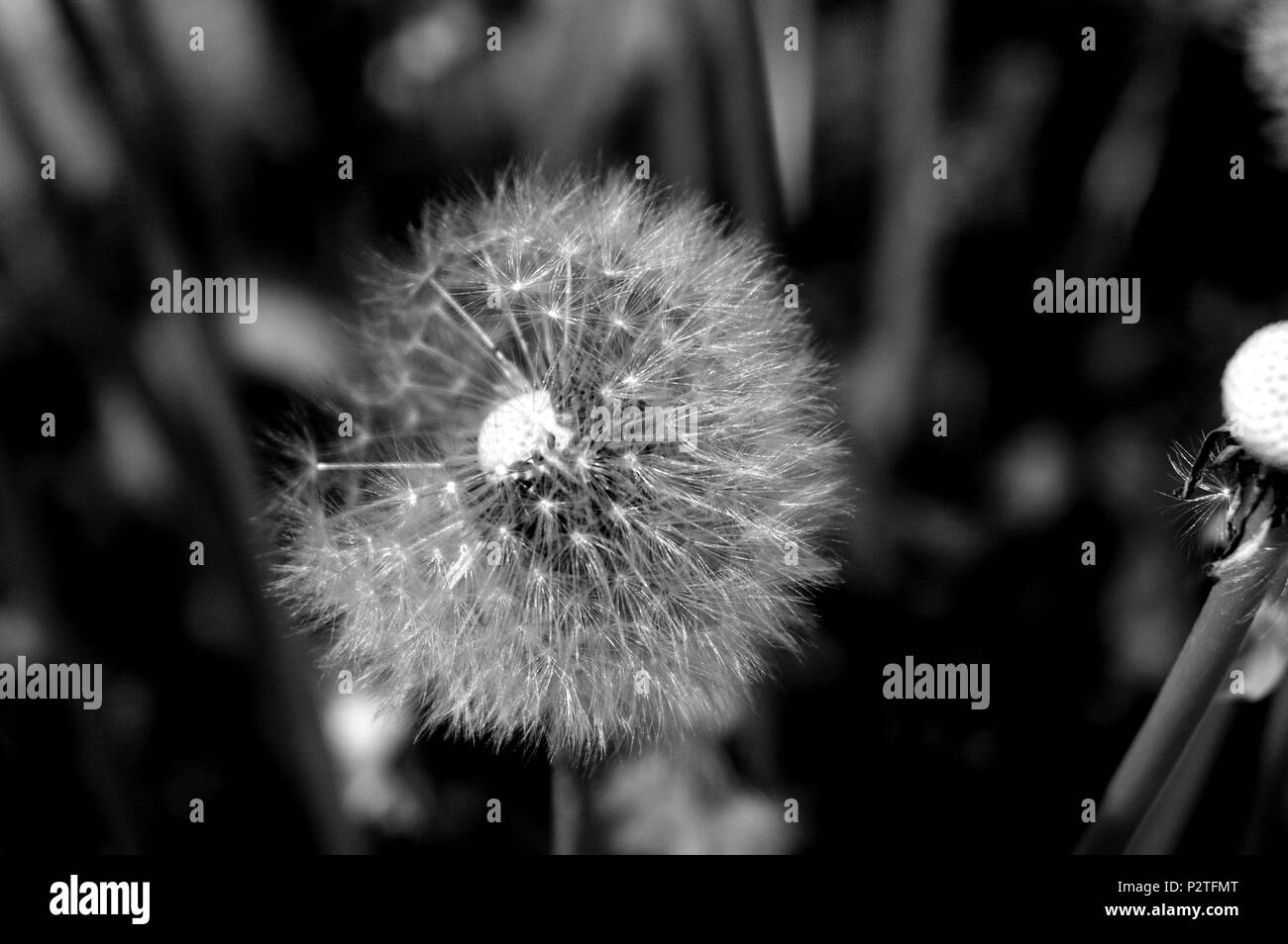 Seed feathers Black and White Stock Photos & Images - Alamy