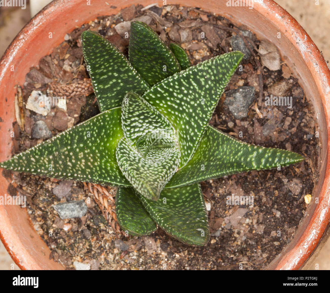 Drought tolerant succulent plant, Gasteria batesiana 'Okavango' with green leaves adorned with white spots (tubercles) growing in container Stock Photo