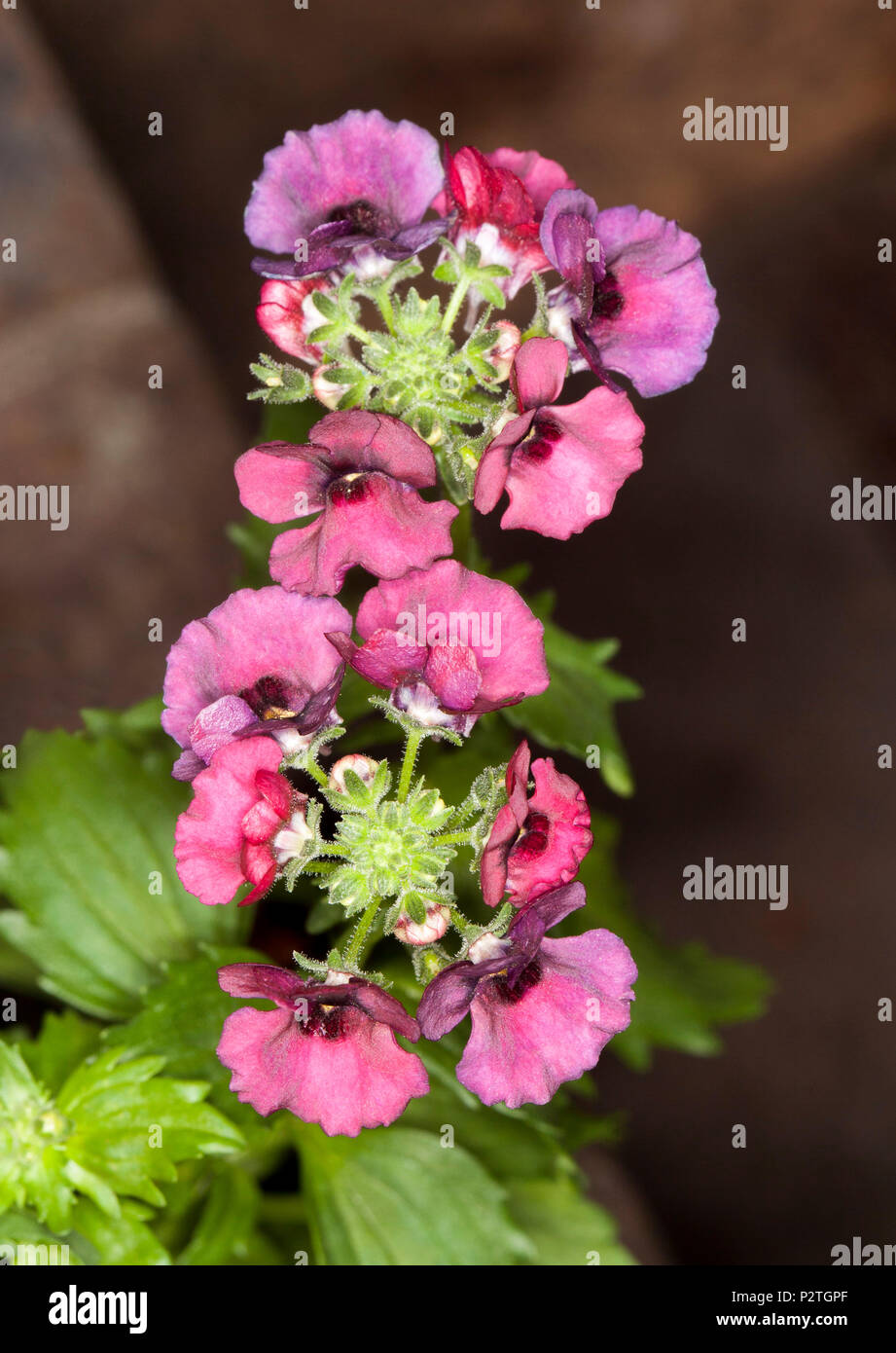Cluster of vivid pink - red flowers and bright green leaves of garden plant Nemesia fruticans 'Fruit Tingles' on dark background Stock Photo