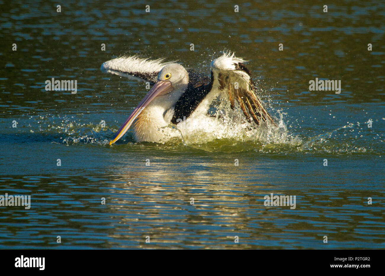 Australian pelican splashing wings and energetically bathing in blue waters of lake at Bundaberg botanic gardens, Queensland Stock Photo