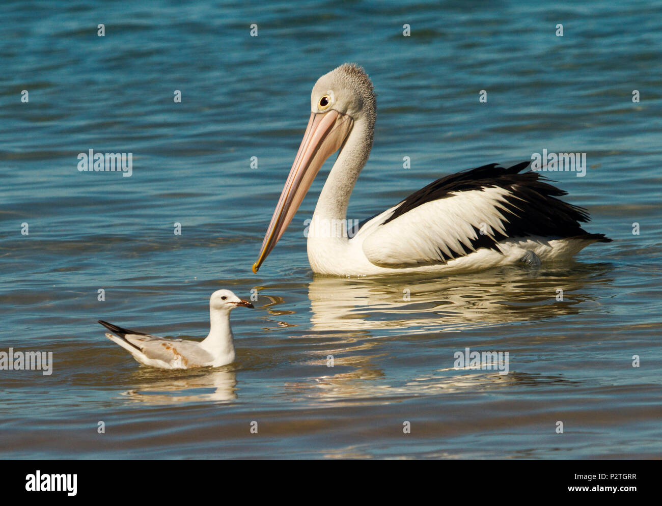 Australian pelican dwarfing seagull with both drifting on and reflected in calm blue water of Pacific Ocean on Queensland coast Stock Photo