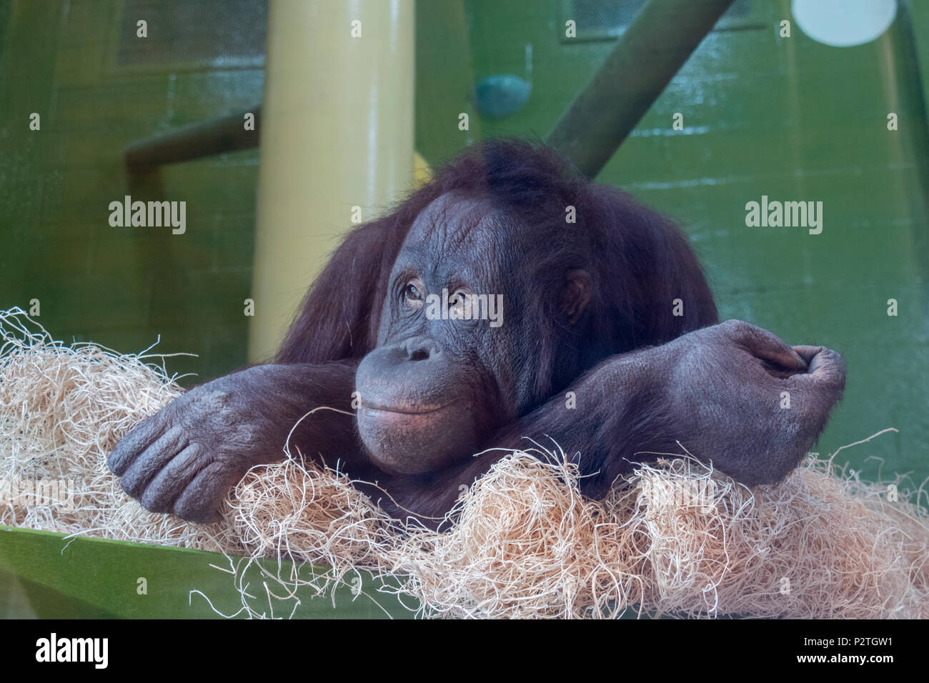 orangutan bored and lonely Stock Photo