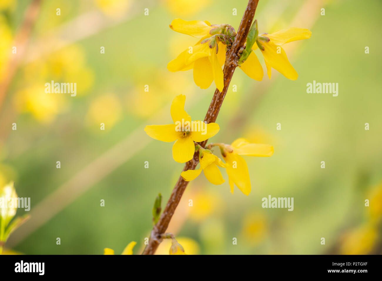 forsythia shallow depth of field green background Stock Photo