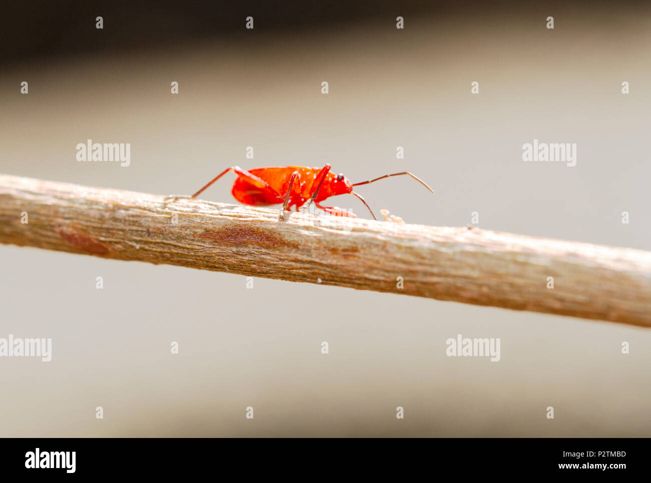 Red young firebug on little brown skick Stock Photo - Alamy