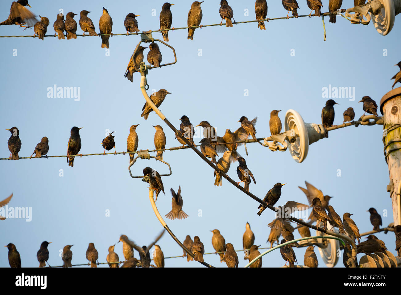 Adult and juvenile starlings, Sturnus vulgaris, gathering on telegraph lines in the evening before heading off to roost. The adults are dark in colour Stock Photo