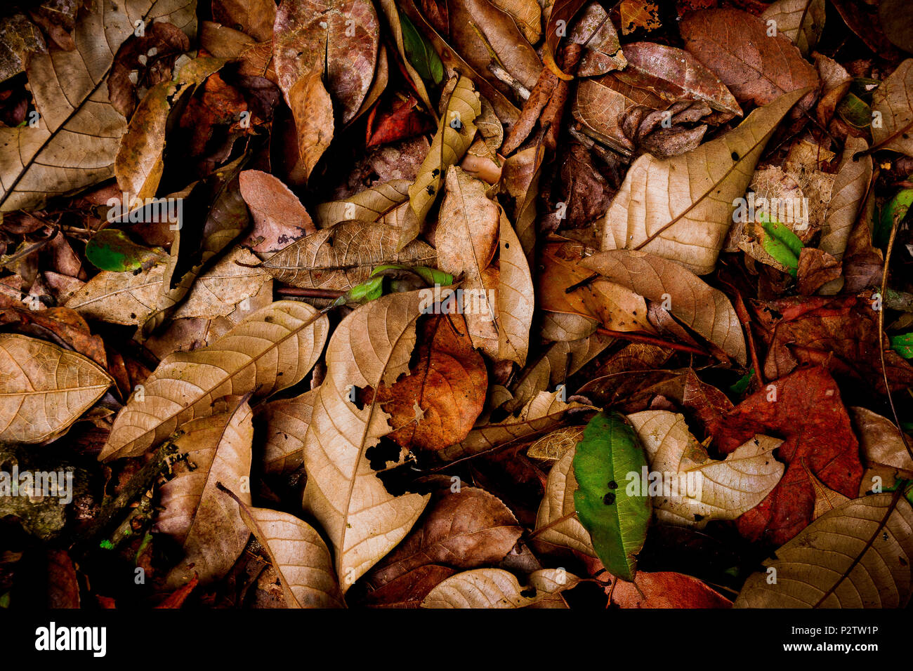 dead Leaves and twigs on ground in the forest for background Stock Photo