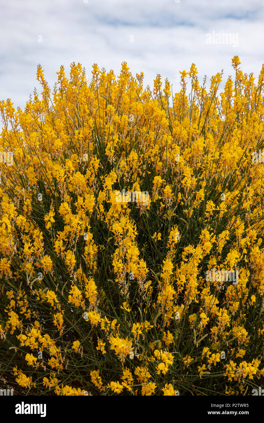 Weavers broom hires stock photography and images Alamy