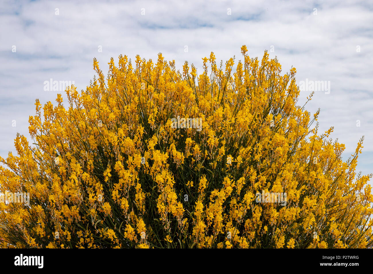 Weavers broom hires stock photography and images Alamy