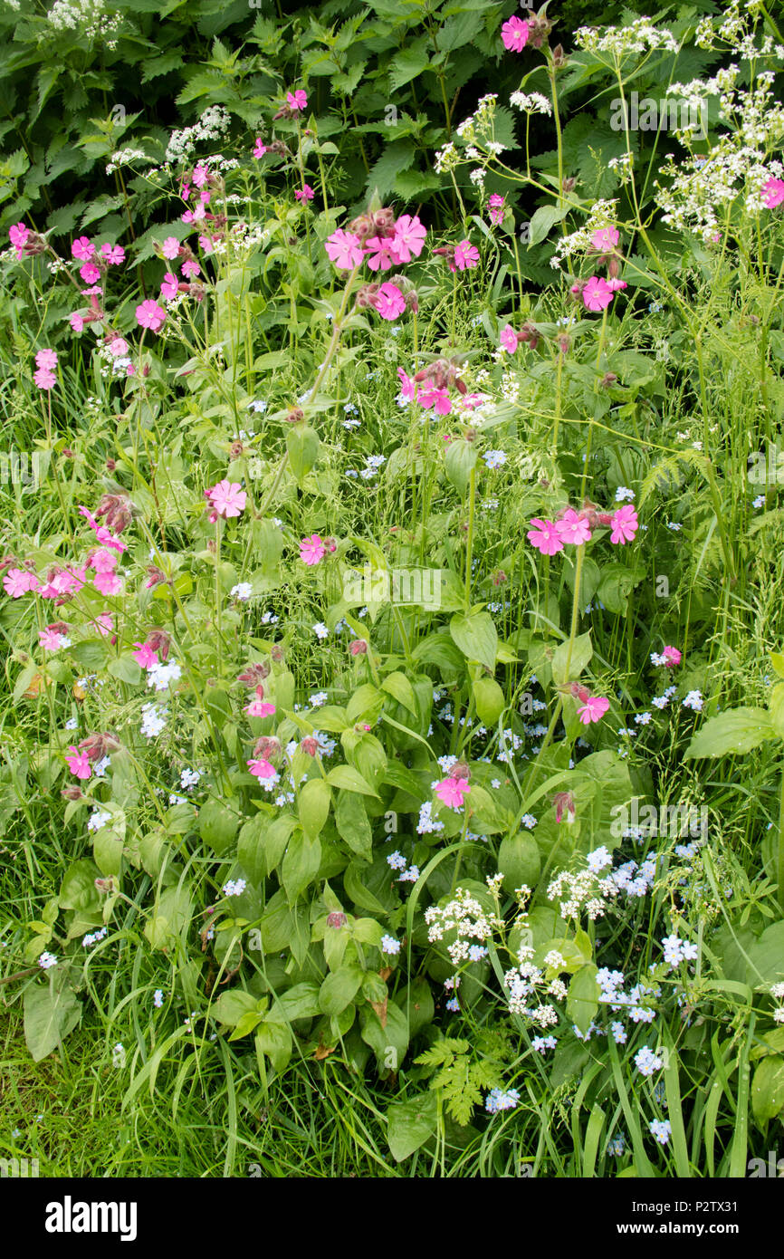 Red campion (Silene dioica) Stock Photo