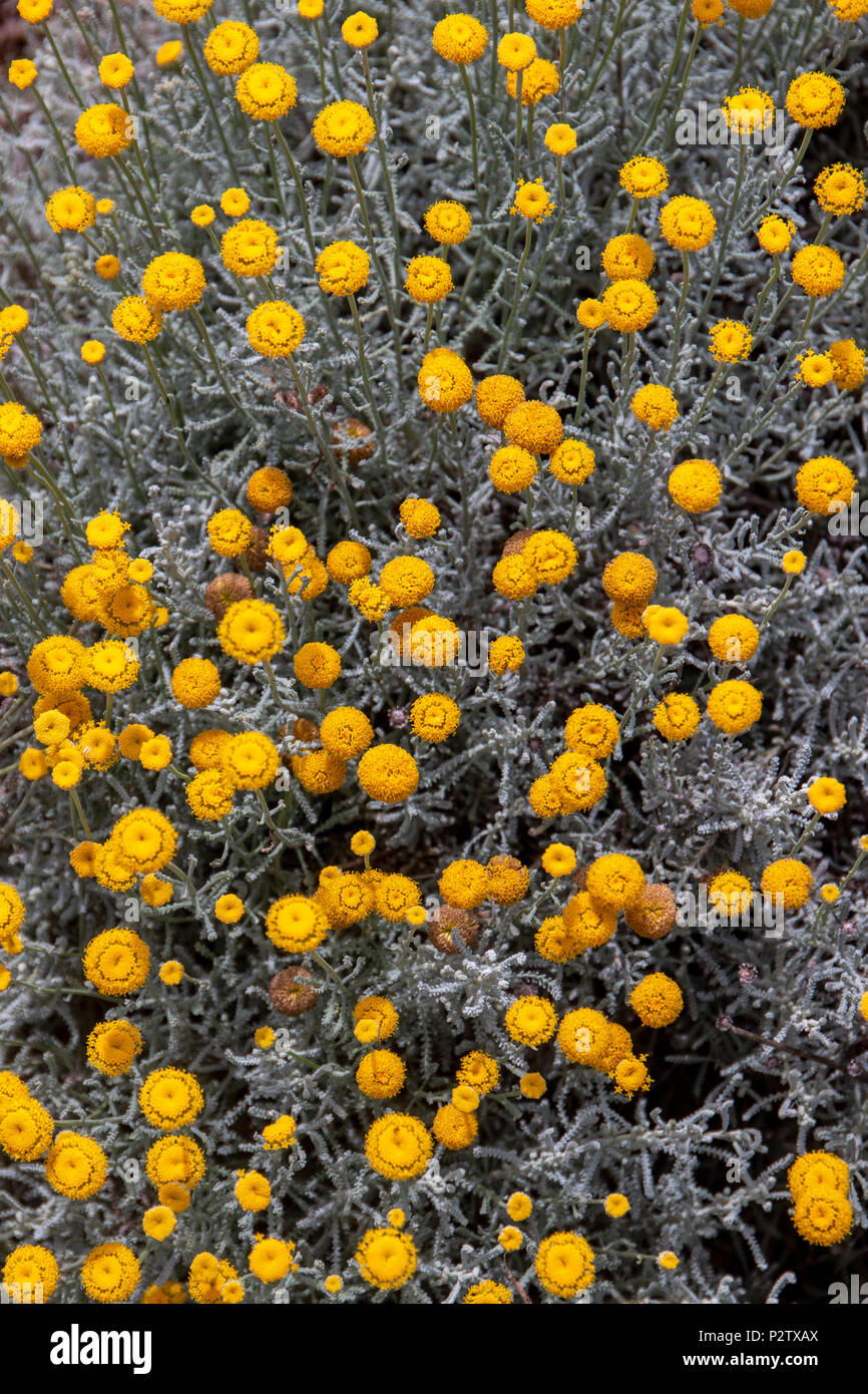 Close up view of the beautiful Santolina impressa flower. Stock Photo