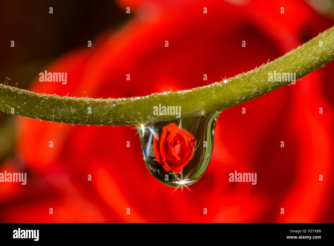 macro drop of water reflecting a rose Stock Photo - Alamy