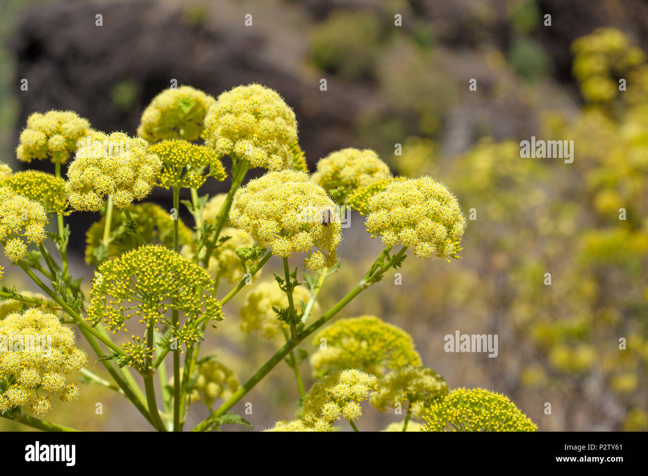 Flora of Gran Canaria -  Todaroa aurea flowering plant Stock Photo