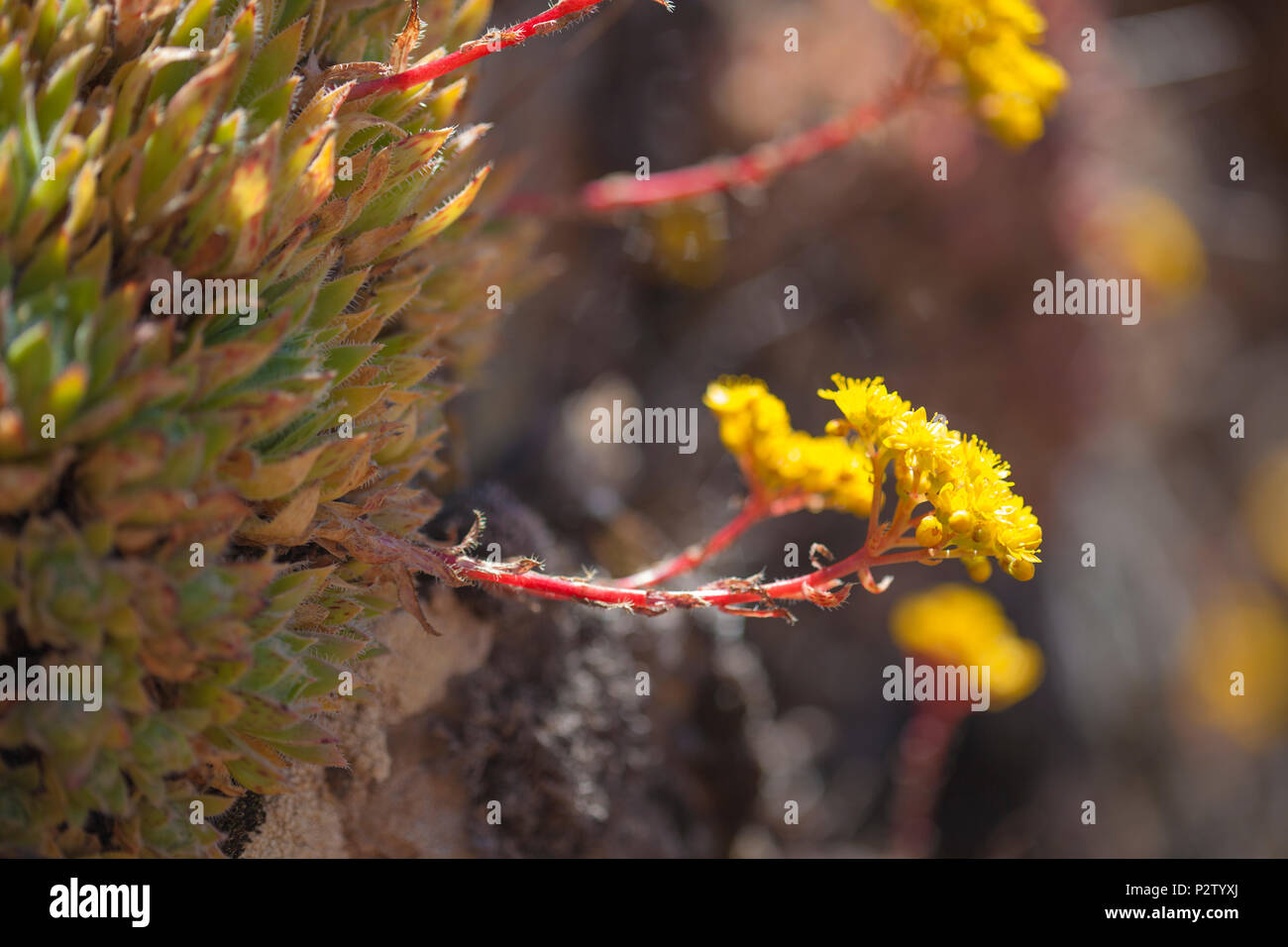 Flora of Gran Canaria -  flowering Aeonium spathulatum Stock Photo