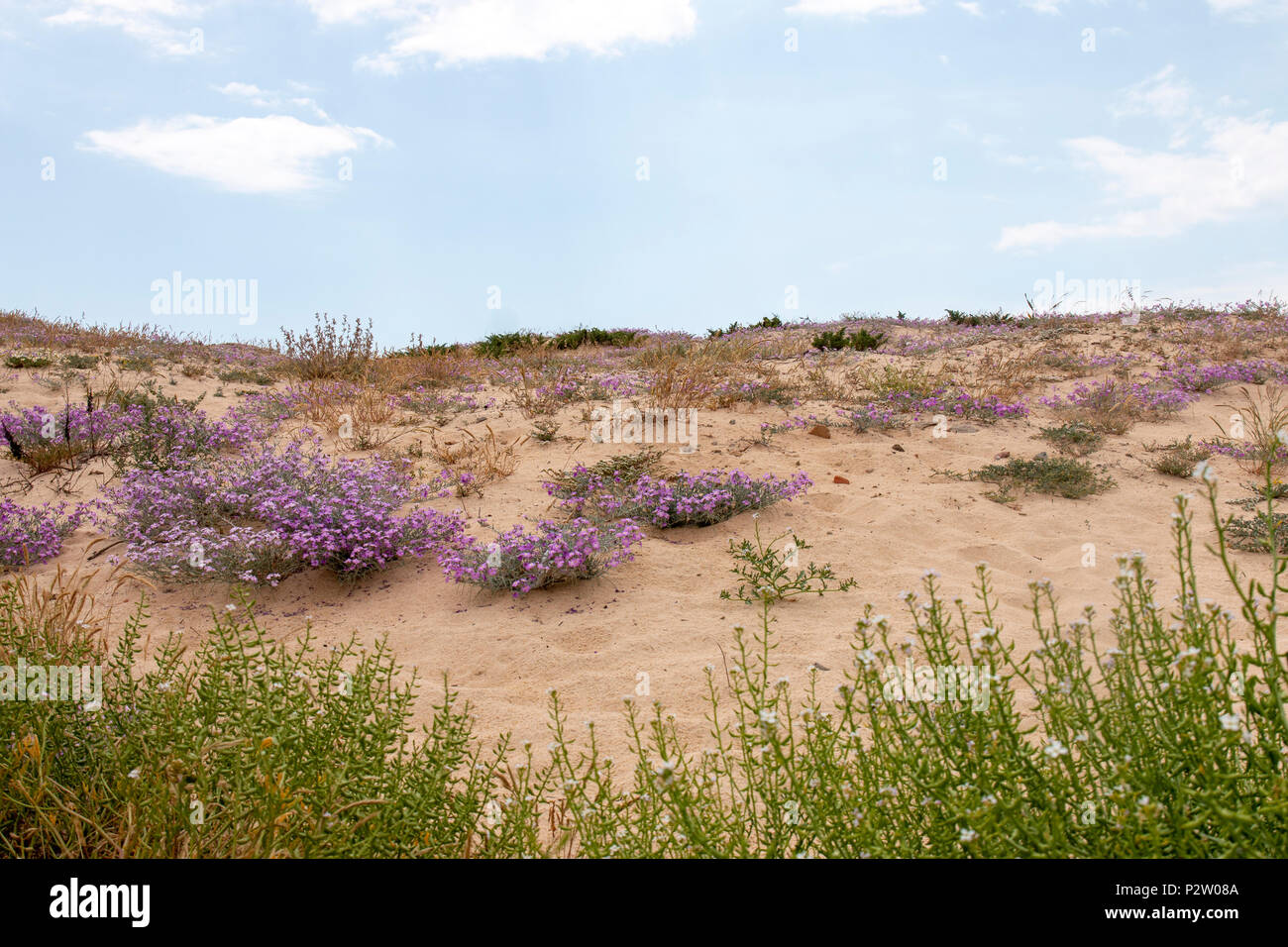 Close up view of sand dune vegetation on the Algarve region. Stock Photo