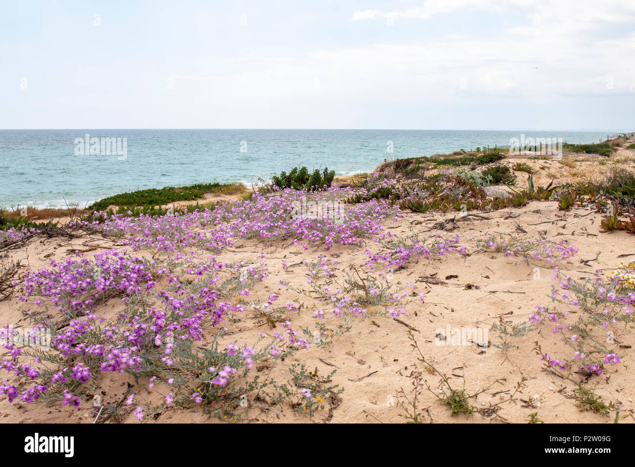 Close up view of sand dune vegetation on the Algarve region. Stock Photo