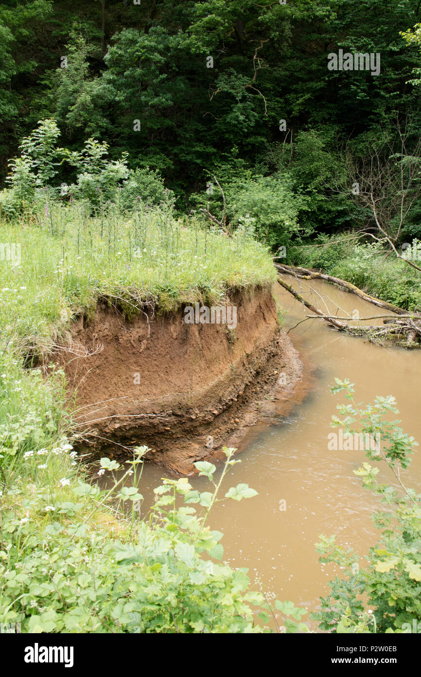 Erosion of a riverbank, Dowles Brook, Wyre forest, Worcestershire