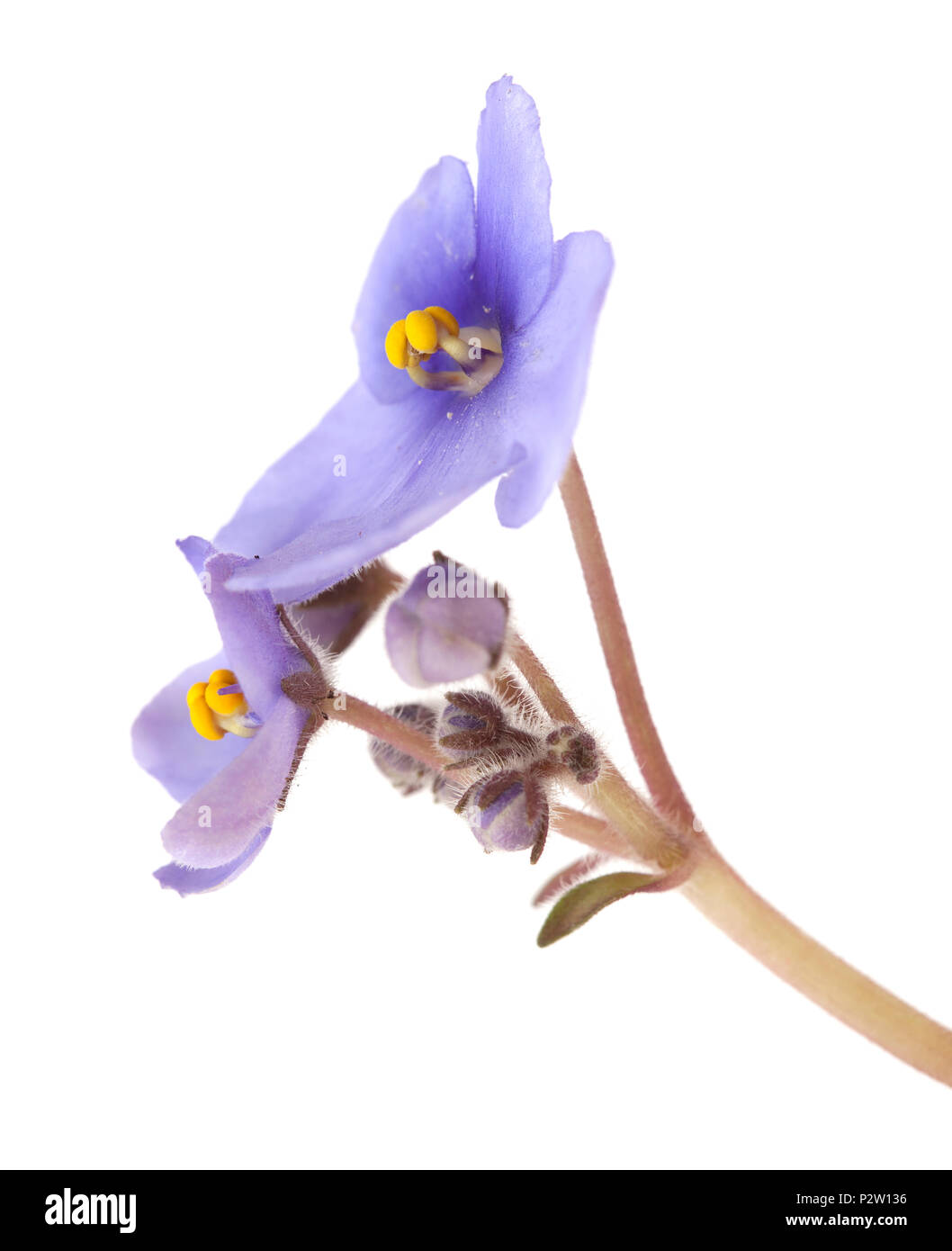 blue African violet isolated on white background Stock Photo