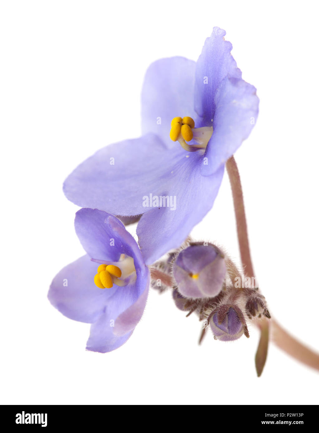 blue African violet isolated on white background Stock Photo