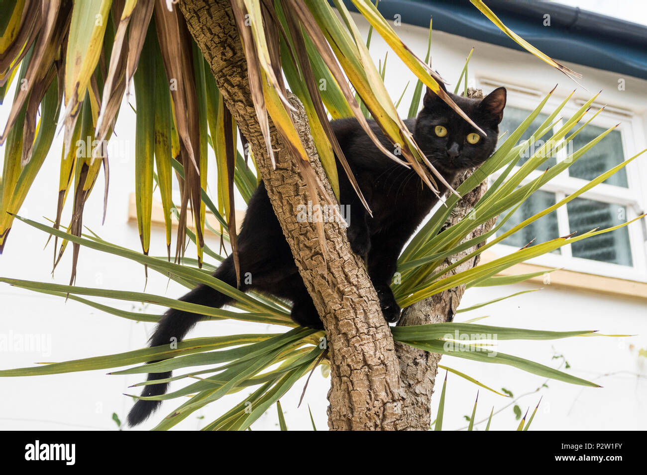 Young black cat climbing up a palm tree (cordyline australis) in a