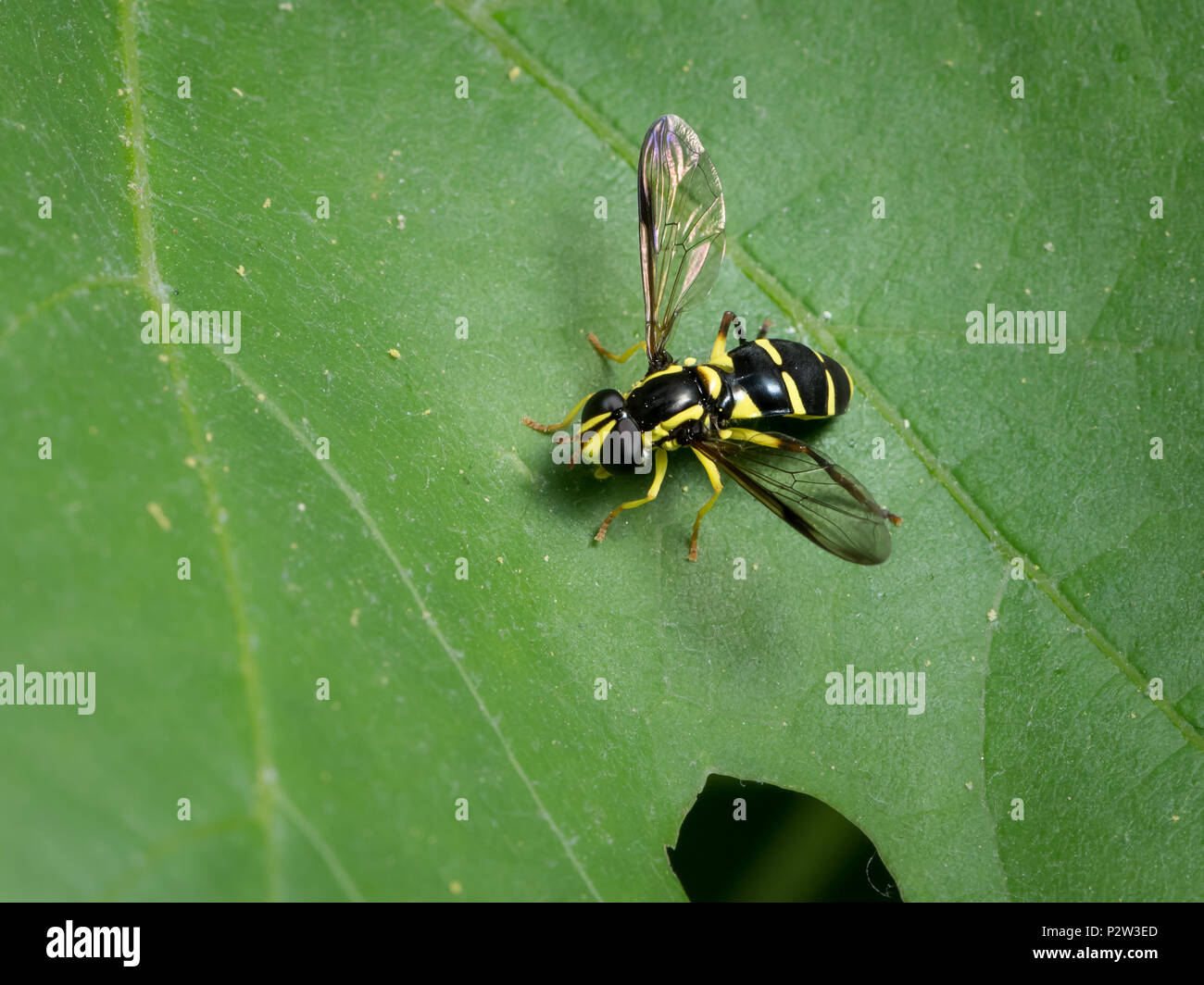 alphafly yellow