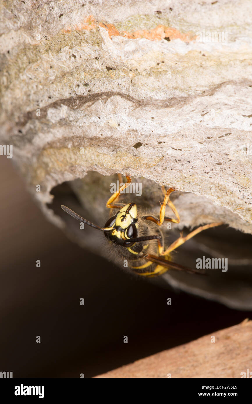 A wasp on guard in the entrance to its nest that has been built in the roof of an old wooden potting shed. The wasp appears to match the description f Stock Photo