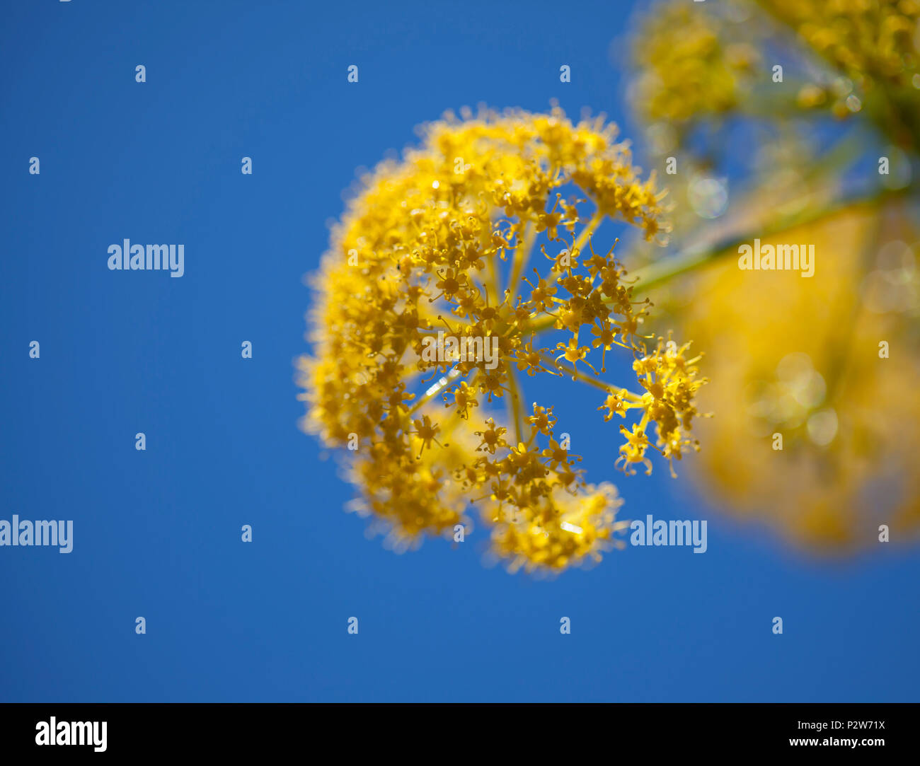 Flora of Gran Canaria - Ferula linkii, Giant Canary Fennel flowers close up Stock Photo