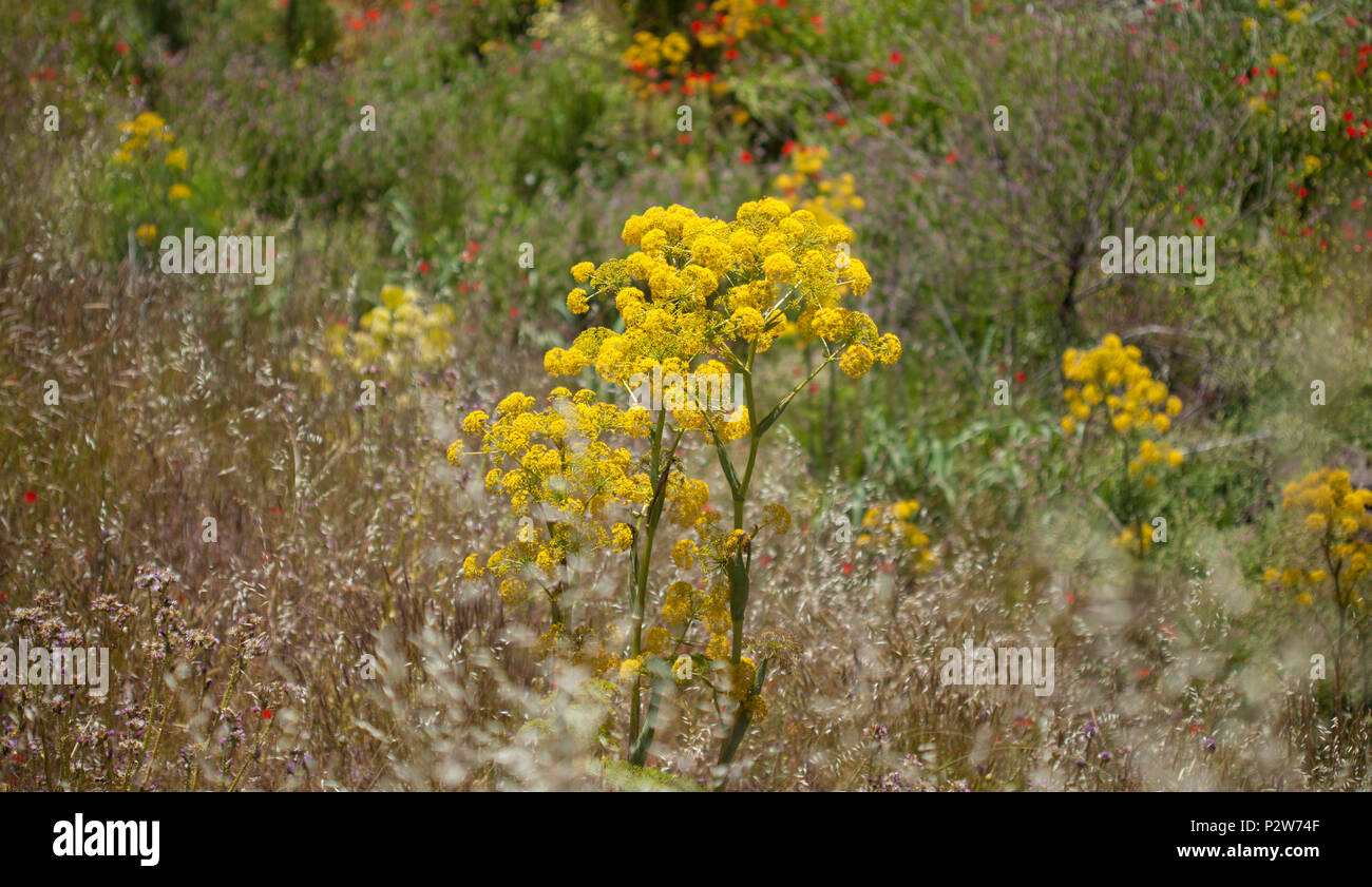 Flora of Gran Canaria - Ferula linkii, Giant Canary Fennel flowers, general view Stock Photo
