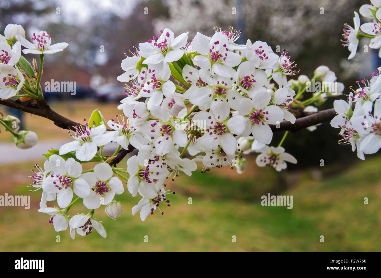A Bradford Pear puts forth its bloosoms in the spring in Eastern North carolina Stock Photo