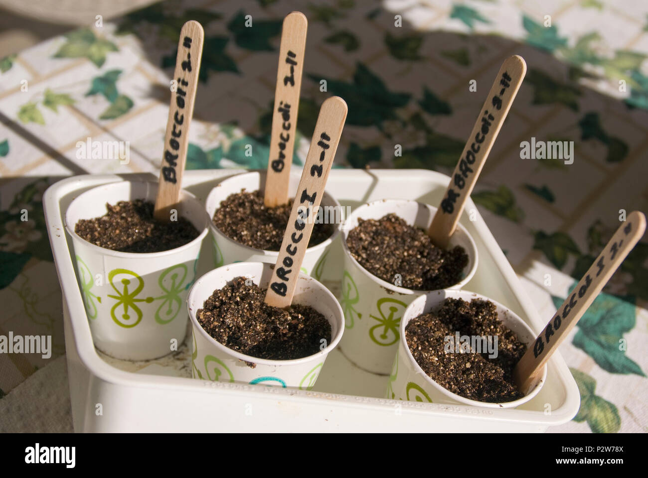 Dixie cups hold seeds and growing medium ready to beging the new ...