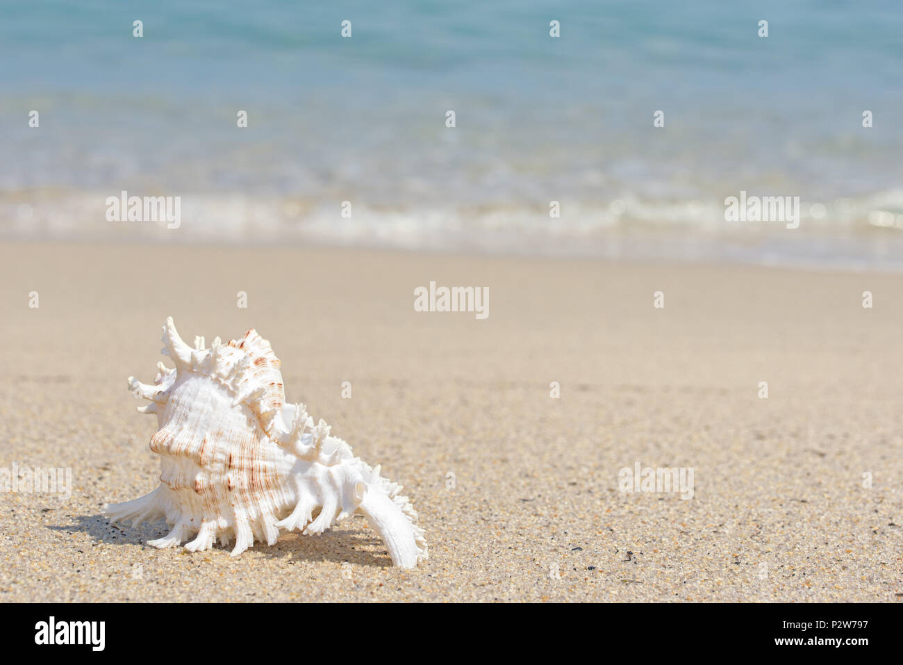 Shell. Sea mollusk. Seashell on sandy beach Stock Photo