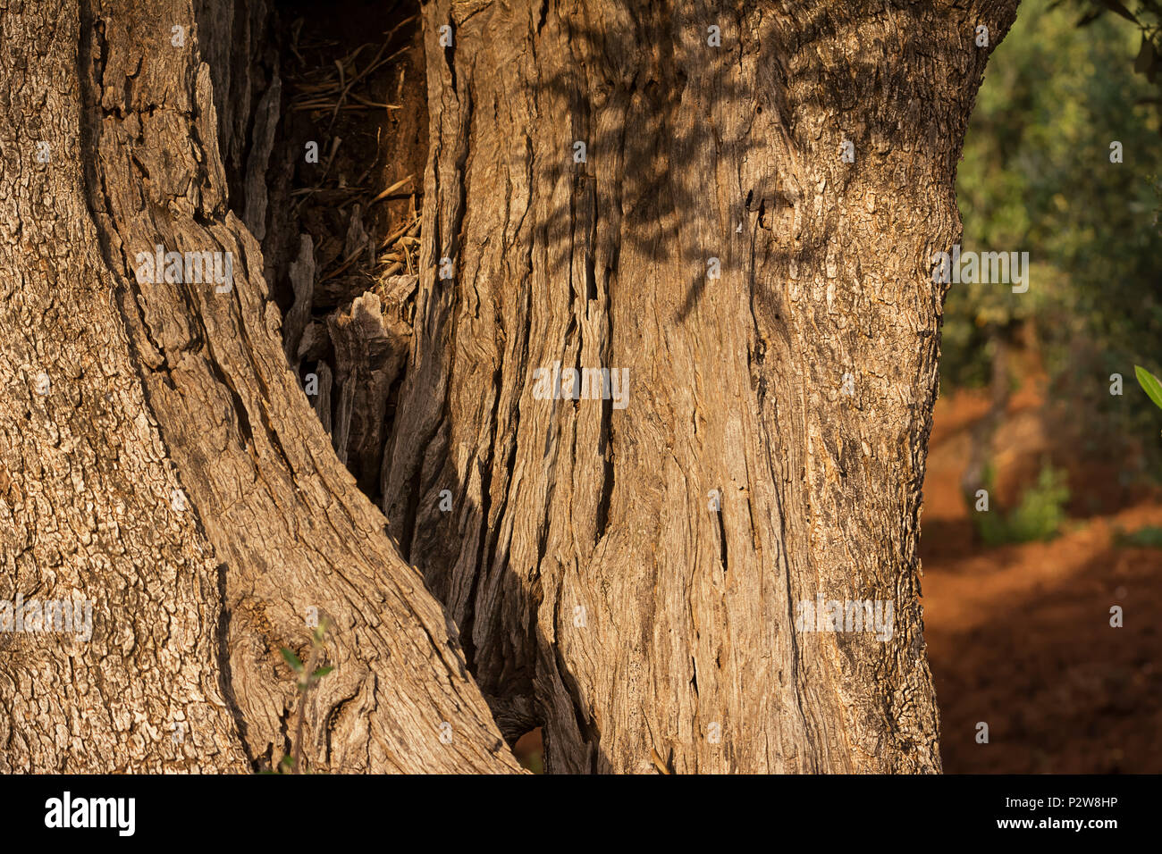 Detail of a hollow trunk of an olive tree Stock Photo Alamy