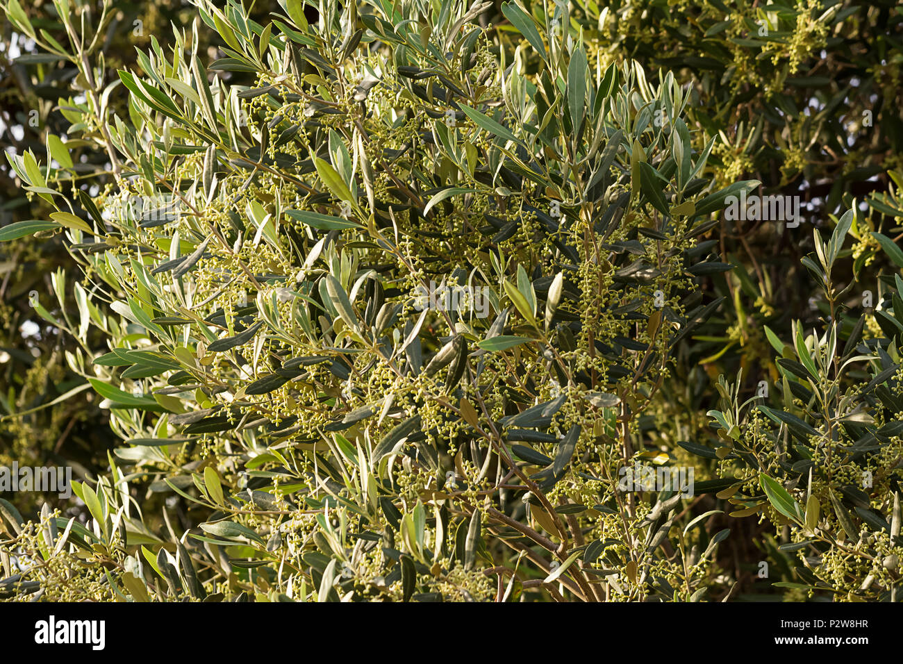 Blooming tree detail of olives Stock Photo