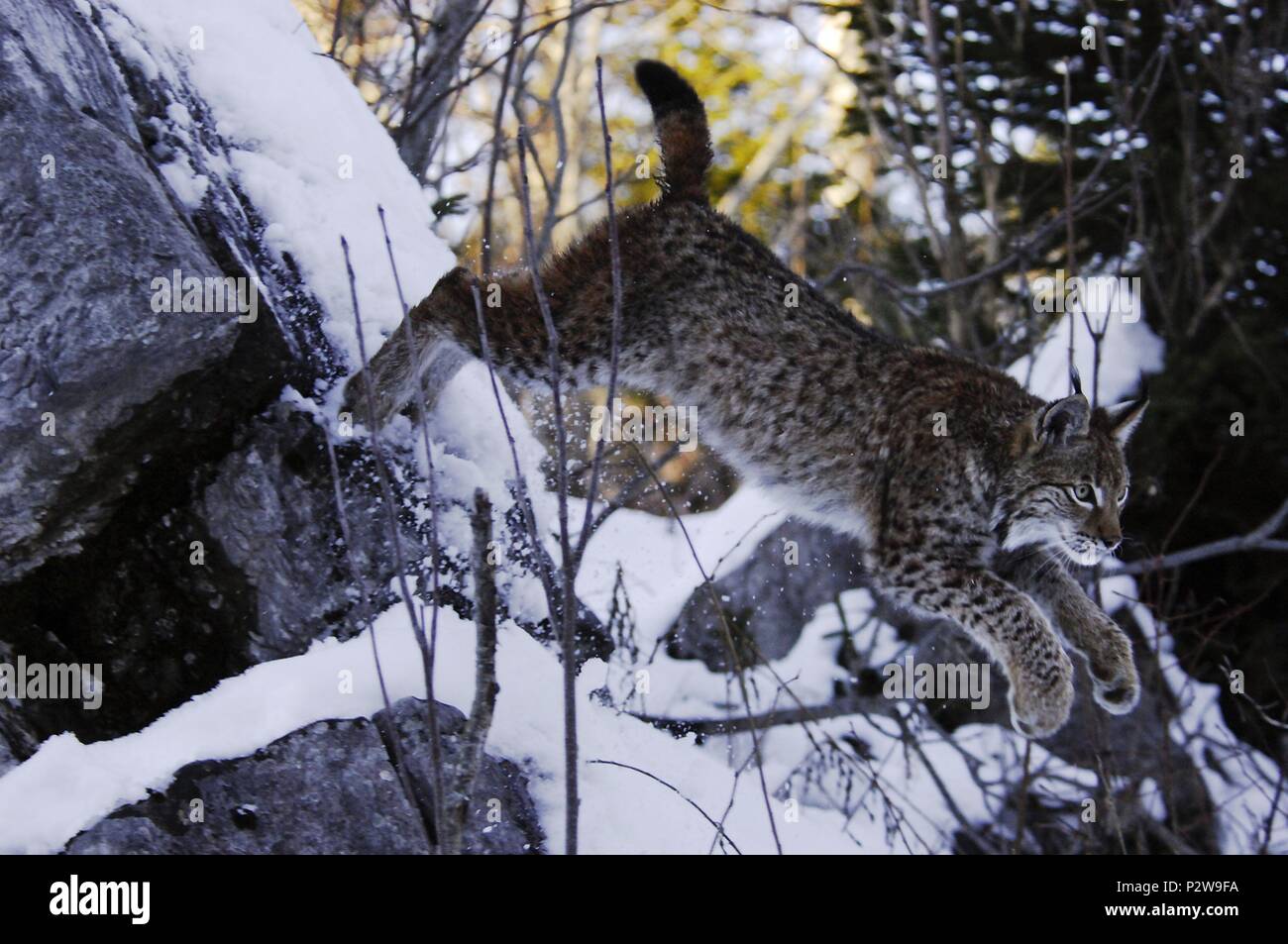 Original Film Title Le Renard Et L Enfant English Title The Fox The Child Film Director Luc Jacquet Year 07 Credit Bonne Pioche Album Stock Photo Alamy
