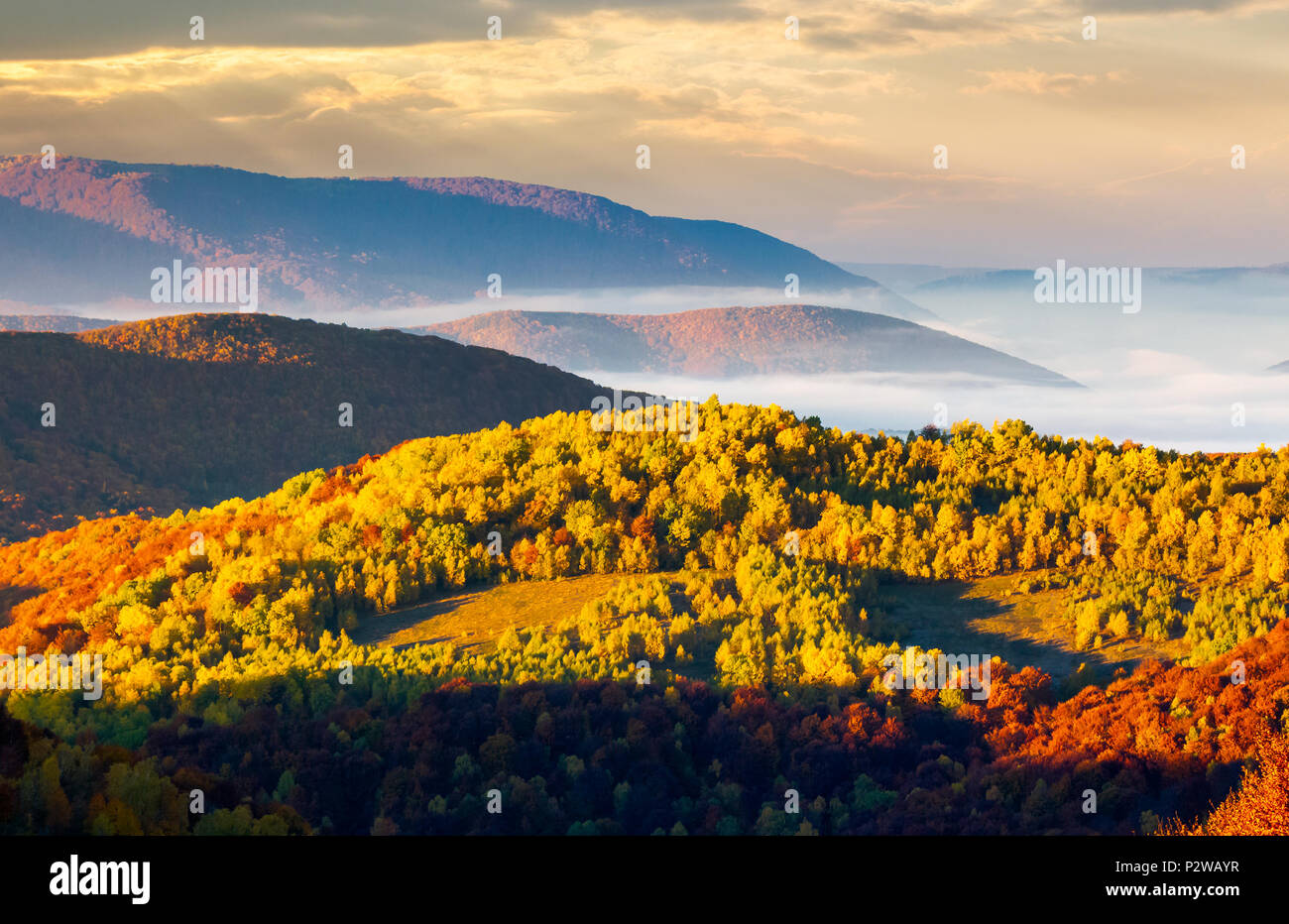 cloud inversion in autumn mountains. beautiful morning scenery of Carpathian mountains. Colorful foliage on hillside. thick fog float in valley. Stock Photo