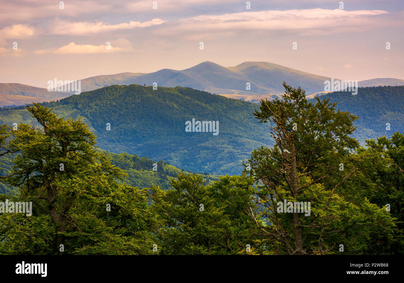 Svydovets ridge behind the beech forest at sunset. beautiful summer landscape of Carpathians Stock Photo