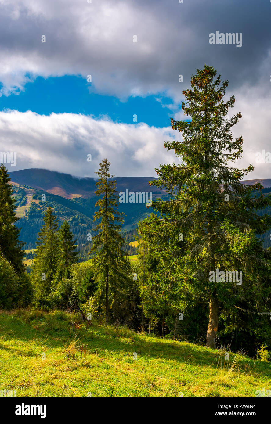 Huge spruce trees of Carpathian forests. beautiful scenery on a cloudy day. mountain Hymba of Borzhava ridge in the far distance Stock Photo