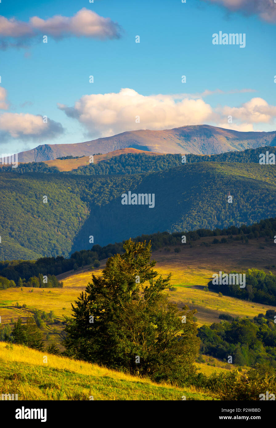 tree behind the grassy slope in high mountains. beautiful summer landscape with Borzhva ridge in the distance Stock Photo