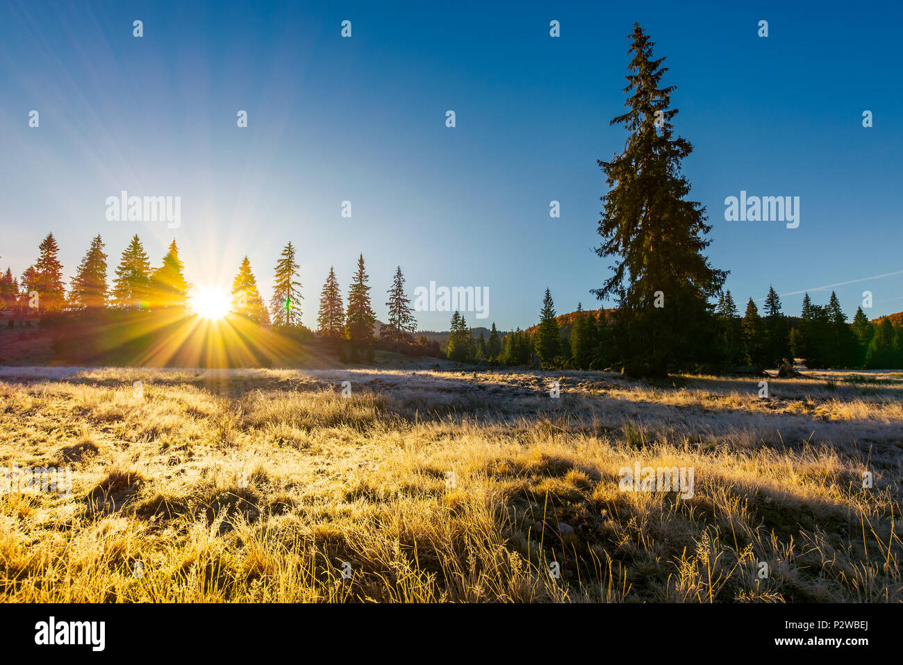 sunrise in the forests of Apuseni Natural Park. gorgeous autumn scenery among the spruce trees on the grassy meadow in dew. beautiful landscape in mou Stock Photo